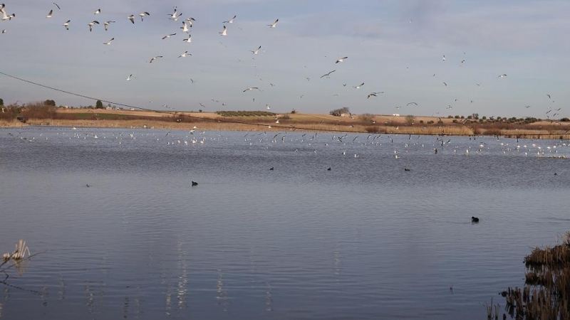 18/05/2022. Varios aves en la laguna de Navaseca, a 3 de febrero de 2022, en Daimiel, Ciudad Real, Castilla-La Mancha.