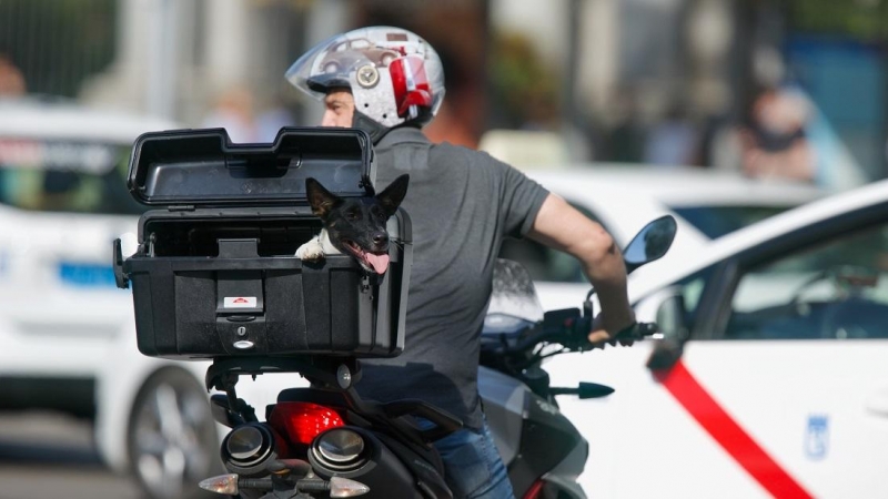 Un motorista su mascota circula por el centro de Madrid el día en que España ha comenzado a sufrir un 'importante' episodio cálido con temperaturas de pleno verano, a 17 de mayo de 2022, en Madrid