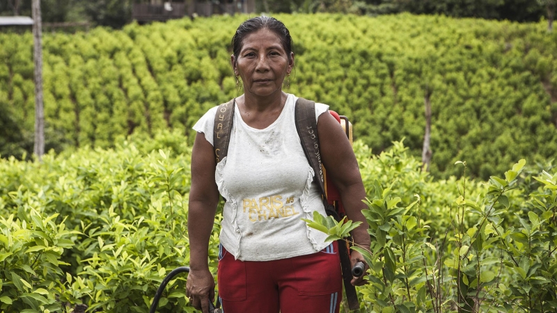 En Colombia entre 130.0000 y 180.000 familias campesinas se dedican a cultivar hoja de coca para sobrevivir.
