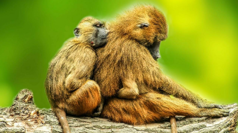 Los babuinos de Guinea son una especie muy tolerante y mantienen vínculos de amistad tanto con individuos del mismo sexo como de sexo opuesto. / Pixabay