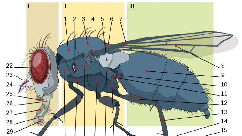 Anatomía de una mosca doméstica mostrando los calípteros (5) y un halterio (10).