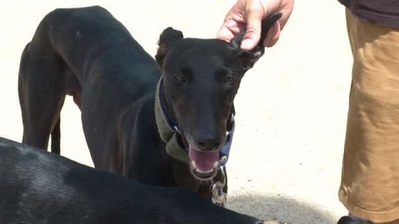 Perros y pájaros luchan por encontrar refugio en esta ola de calor