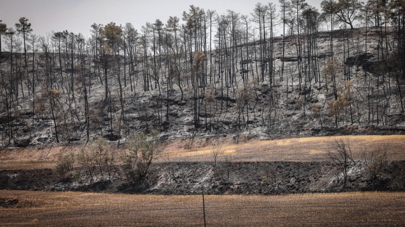 16/06/2022 - Zona forestal cremada a Castellar de la Ribera.