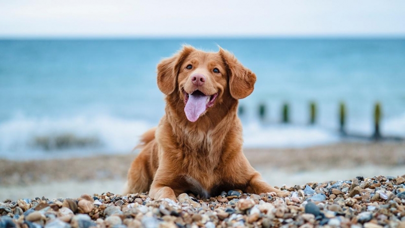 16/06/2022 Un perro en la playa.