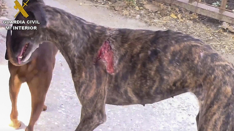 (24/6/22) Uno de los perros afectados por las presuntas torturas del empresario detenido.