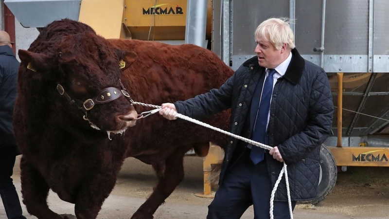 Boris Johnson sujeta a una vaca.