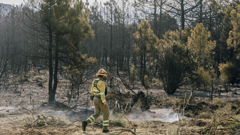 Un técnico revisa este domingo una de las zonas quemadas tras el incendio declarado el día anterior en la localidad abulense de Cebreros