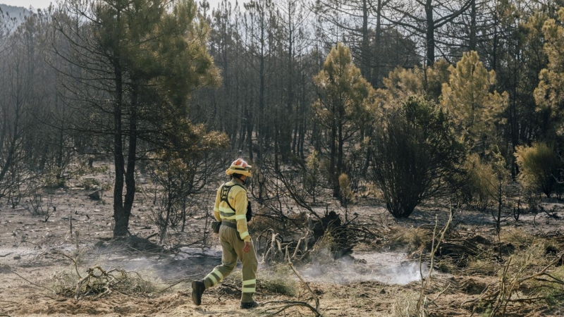 Un técnico revisa una de las zonas quemadas tras el incendio en Cebreros (Ávila).