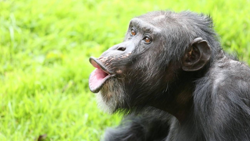 12/08/2022 Un chimpancé vocalizando.