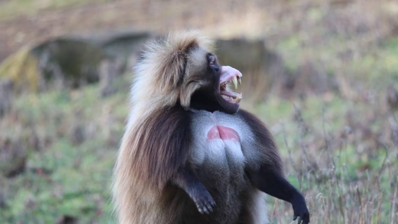 12/08/2022 Una gelada erguida y vocalizando.