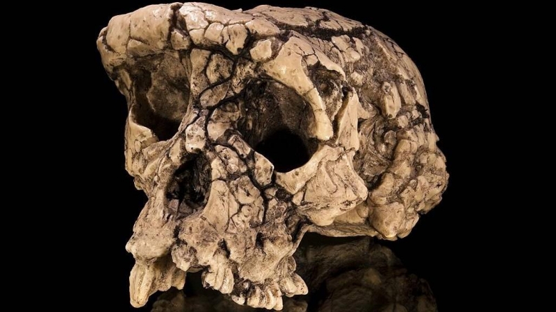 24/08/2022 Molde del cráneo de 'Sahelanthropus tchadensis' TM 266-01-060-1, apodado Toumaï,.