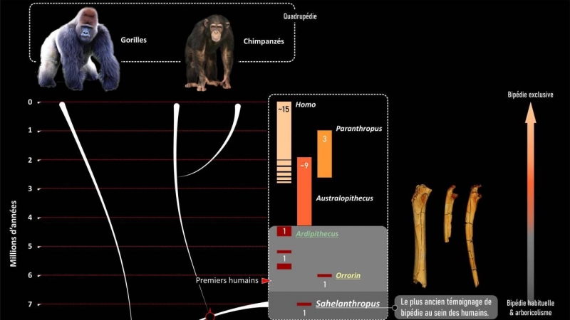 24/08/2022 La humanidad se separó del grupo de los chimpancés durante el Mioceno reciente, muy probablemente entre 10 y 7 millones de años antes del presente.