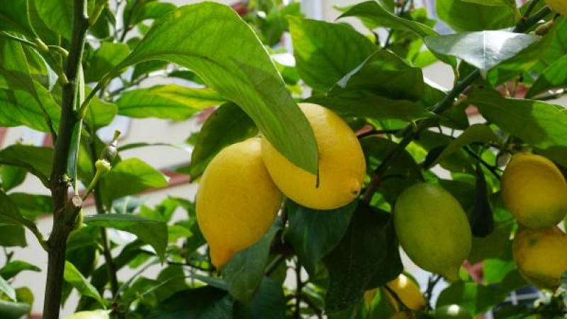 Acumulación, desposesión y limones