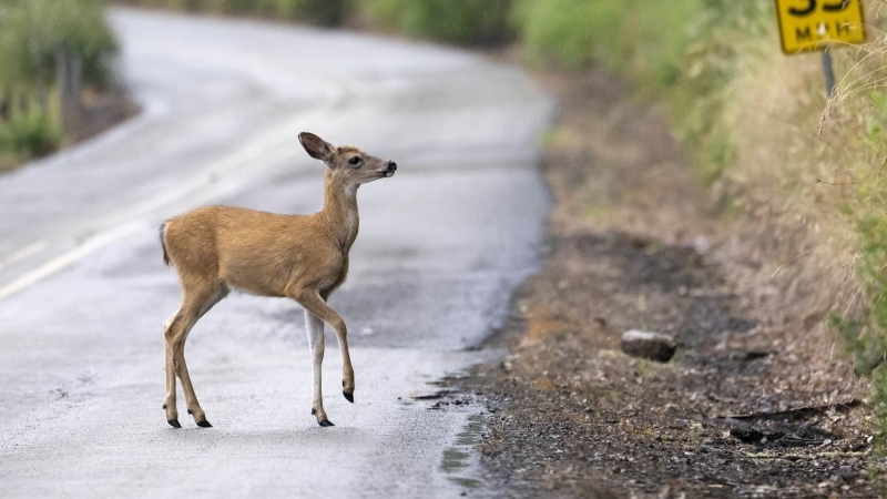 Un pequeño ciervo de cola negra cruza una carretera rural cerca de Elkton en la zona rural del suroeste de Oregón