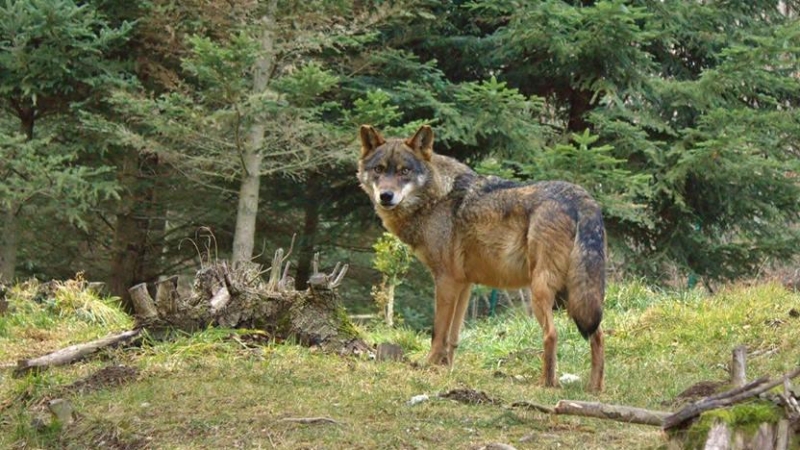 Imatge d'arxiu d'un llop.
