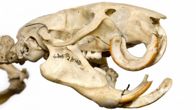 Un cráneo de rata de árbol en las colecciones del Museo de Historia Natural de Londres