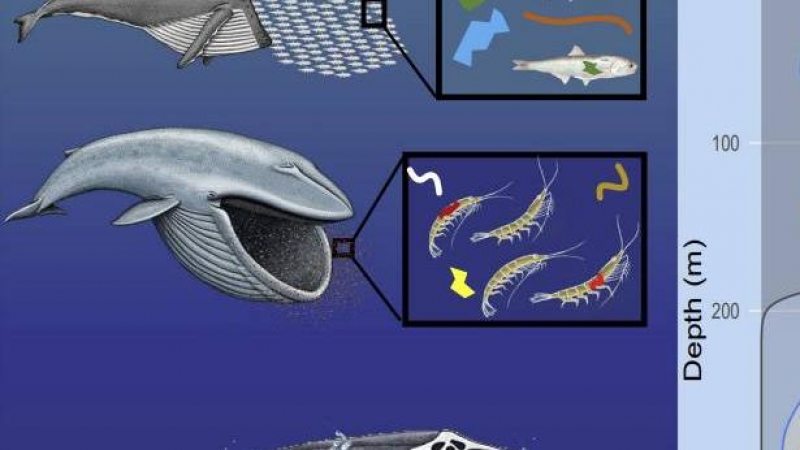 Grafico de las ballenas