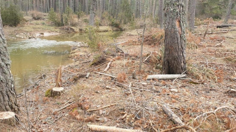 Una imagen de una tala de pinos.