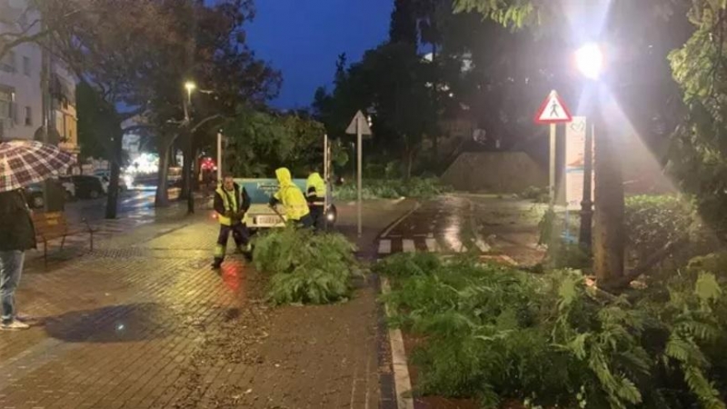Los servicios de limpieza retiran algunos árboles que han caído en Marbella debido a un temporal con tornado incluido.
