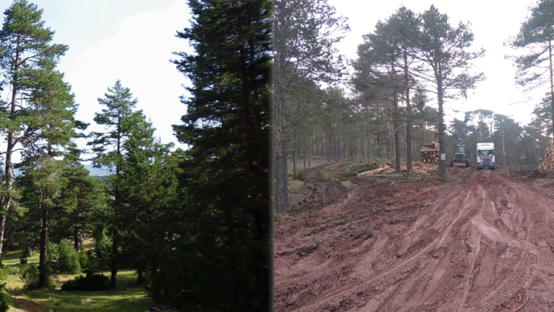 Paisaje de la Vega del Tajo en el término de Guadalaviar con 3 años de diferencia: antes y después del paso de las máquinas cosechadoras de pinos.