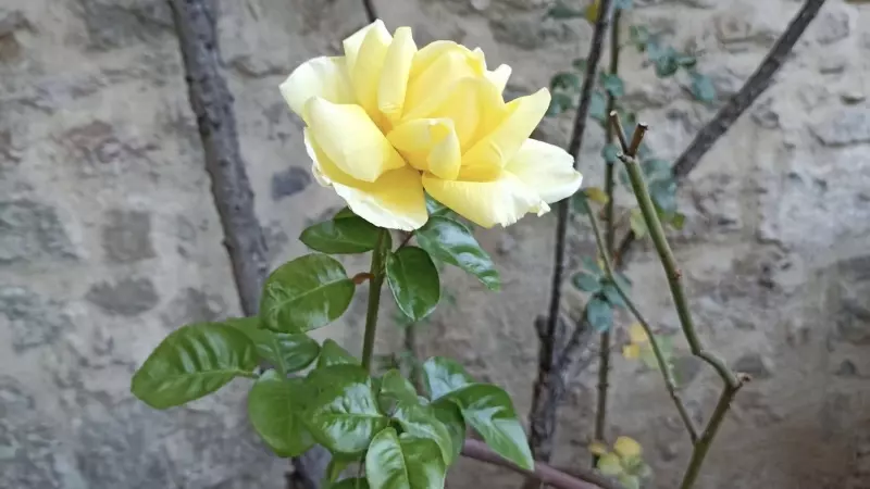 Un roser florit a Olot l'1 de gener.