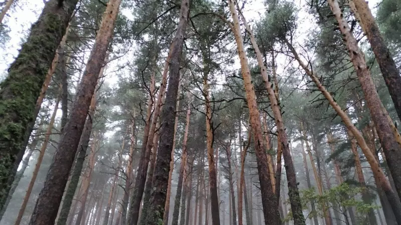 Tres especies de pino de Castilla y León fueron objeto de estudio.
