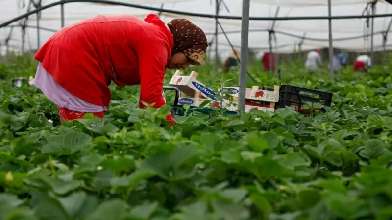 Una trabajadora marroquí durante su jornada en la recogida de fresas en una plantación de Huelva.