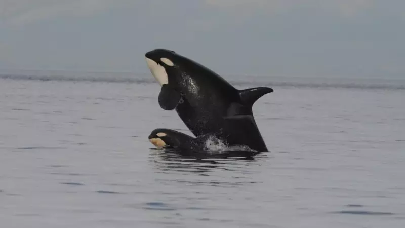 Orcas - SINC