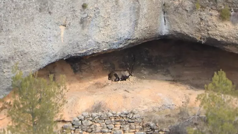 10/02/2023 - Una cabra salvatge al parc natural de la Serra de Montsant.