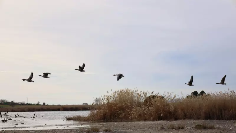 Aves en la laguna de Navaseca, a 3 de febrero de 2022, en Daimiel, Ciudad Real, Castilla-La Mancha