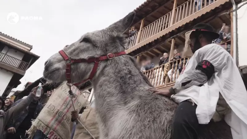 Fiesta del burro del Pelopalo en Villanueva de la Vera (Cáceres), a 21 de febrero de 2023.