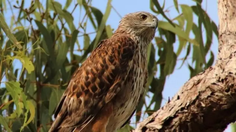 Los investigadores analizaron 40 años de avistamientos para descubrir las preocupantes tendencias de población de esta especie.