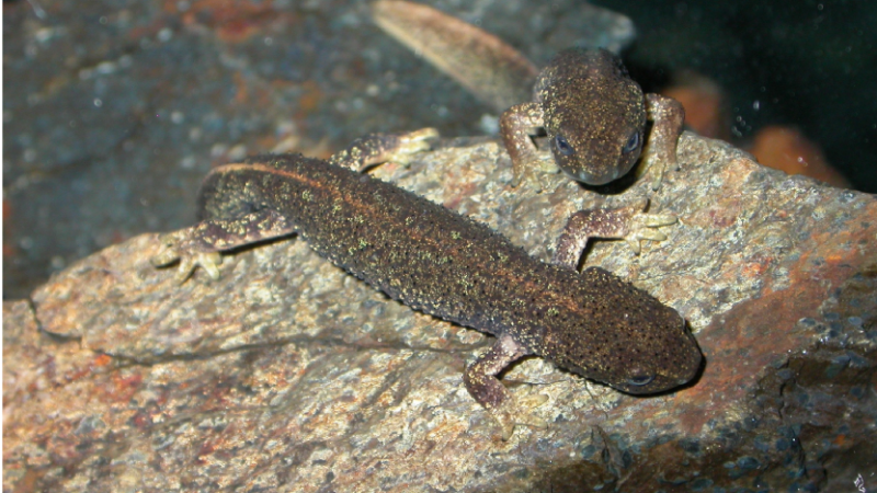 Tritó del Montseny