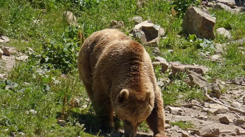 El oso pardo de los Pirineos.