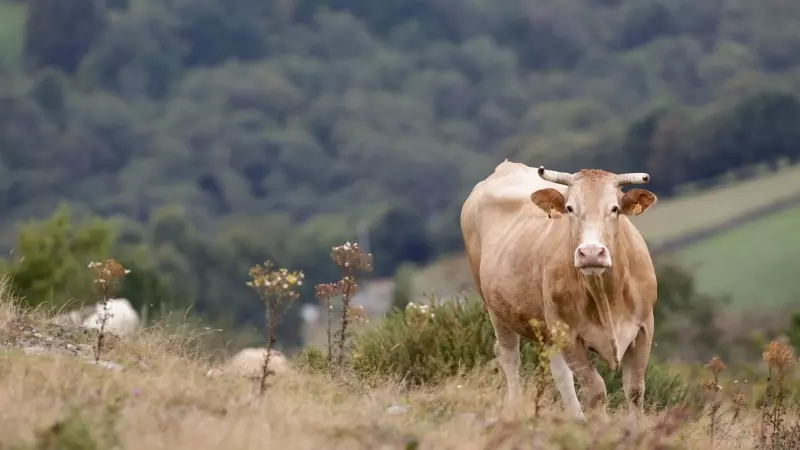 Imagen de archivo de una vaca en un monte de Lugo, en octubre de 2021.