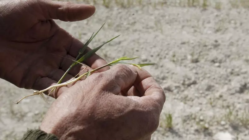 Un labrador muestra los efectos devastadores que la sequía y el calor producen sobre su plantación de cereal.