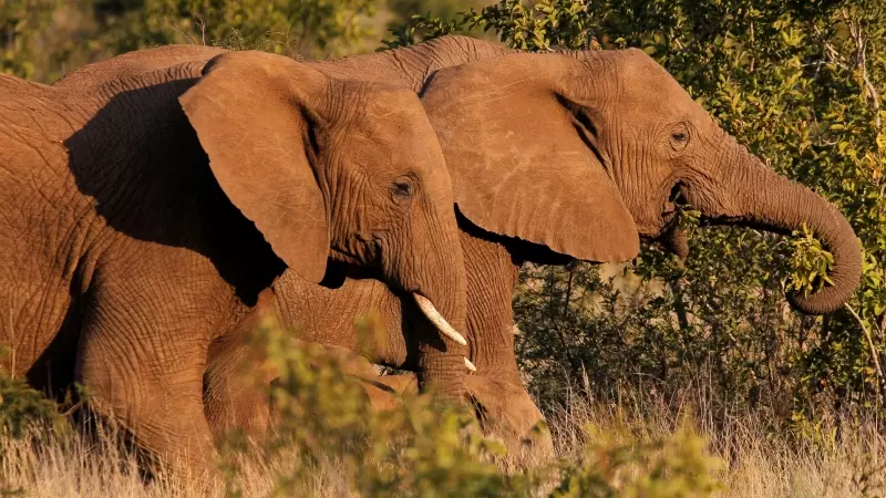 Una pareja de elefantes africanos pasea por un parque de Sudáfrica.