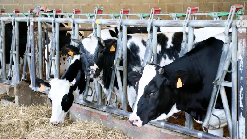 Algunes de les vaques que encara fan llet a Can Rossell de Gurb