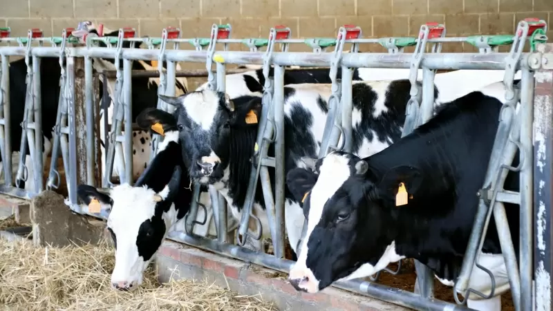 Algunes de les vaques que encara fan llet a Can Rossell de Gurb
