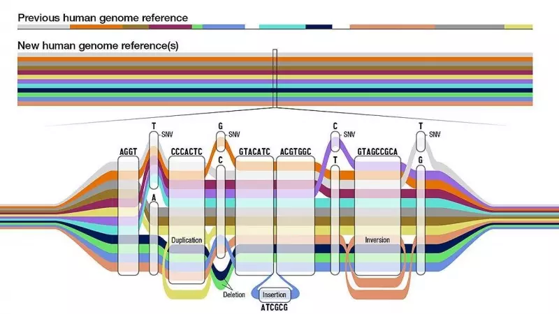 Como un mapa de la red de metro, el gráfico del pangenoma tiene muchas rutas posibles para una secuencia, con distintos tipos de variantes representadas con colores.
