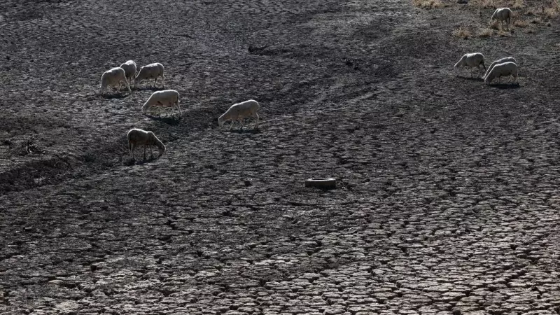 Las ovejas beben en el lecho seco del río Guadiana,  en Villarta de los Montes, en zona centro-occidental de Extremadura.