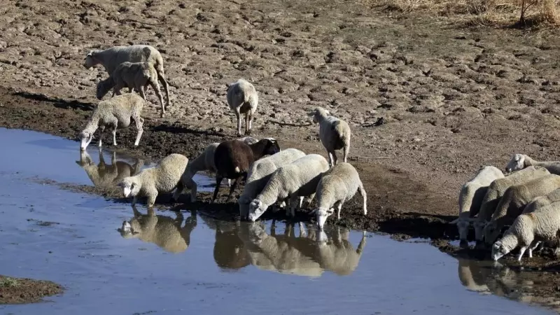Las ovejas beben en el lecho seco del río Guadiana, en Villarta de los Montes, en zona centro-occidental de Extremadura.