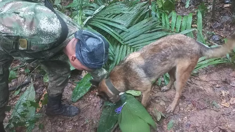 18/05/2023 - Un militar y un perro participan en el operativo de búsqueda de niños sobrevivientes de una avioneta Cessna 206 que se estrelló en la selva colombiana hace más de dos semanas.
