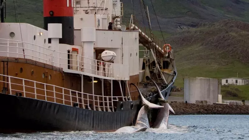 Un barco ballenero lleva dos ballenas de aleta a la base en Hvalfjordur, Islandia.