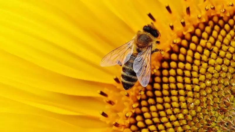 Una abeja en un girasol.