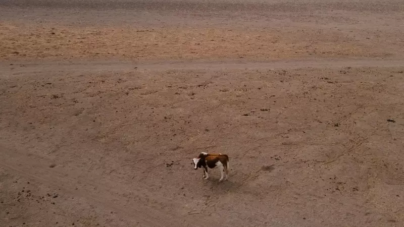 Imagen que muestra a una vaca caminando en el lago Aculeo (Chile), seco desde 2018.