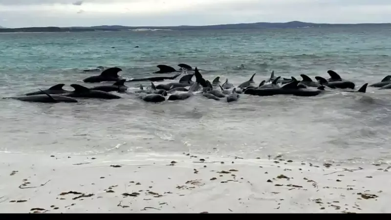 51 ballenas han muero varadas en una playa de Australia