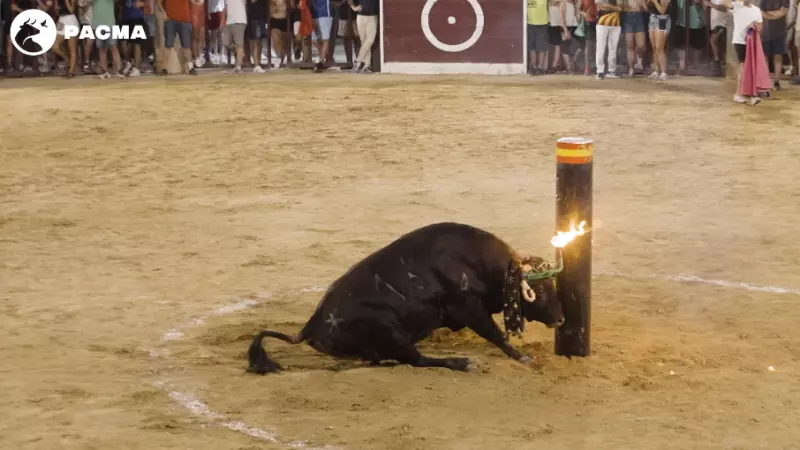Imagen del evento donde un toro se choca contra un toril, en Oropesa del Mar (Castelló).