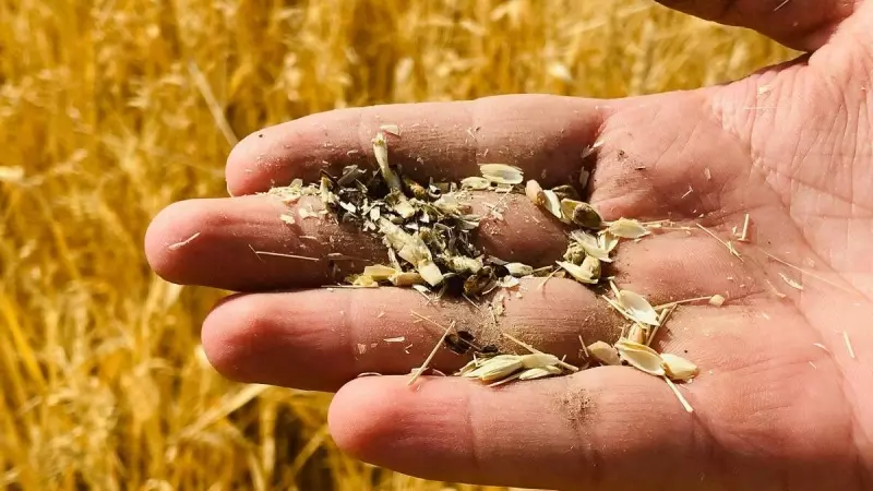 19/07/2023 - Un agricultor sostiene granos secos de trigo para mostrar el impacto de la sequía en una finca de trigo, a 19 de julio de 2023.