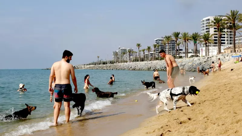 Gossos a la platja reservada per a animals de Mataró